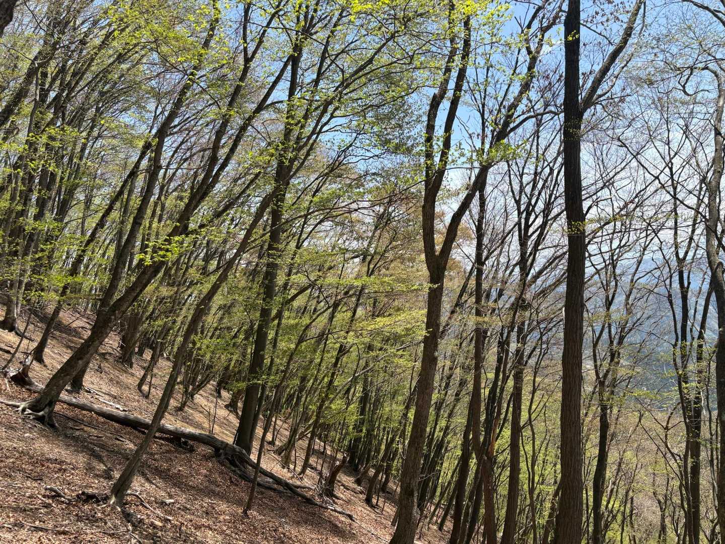 いい森です🌳
