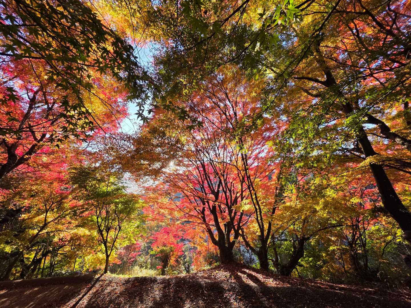 色とりどりの紅葉🍁が🤩