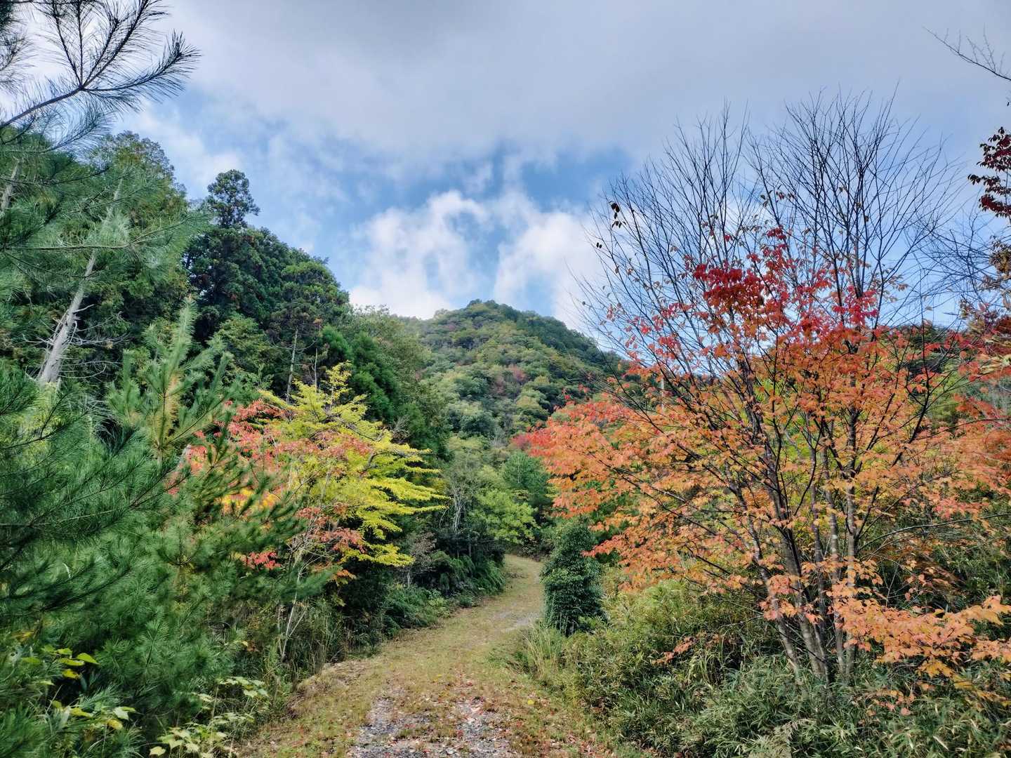 途中までは林道歩き