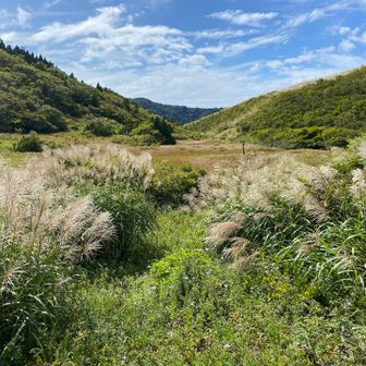 ススキが秋の気配🌾

まだ若穂だけど、黄金色になるころに蒼き衣でくればナウシカになれそうや🤭