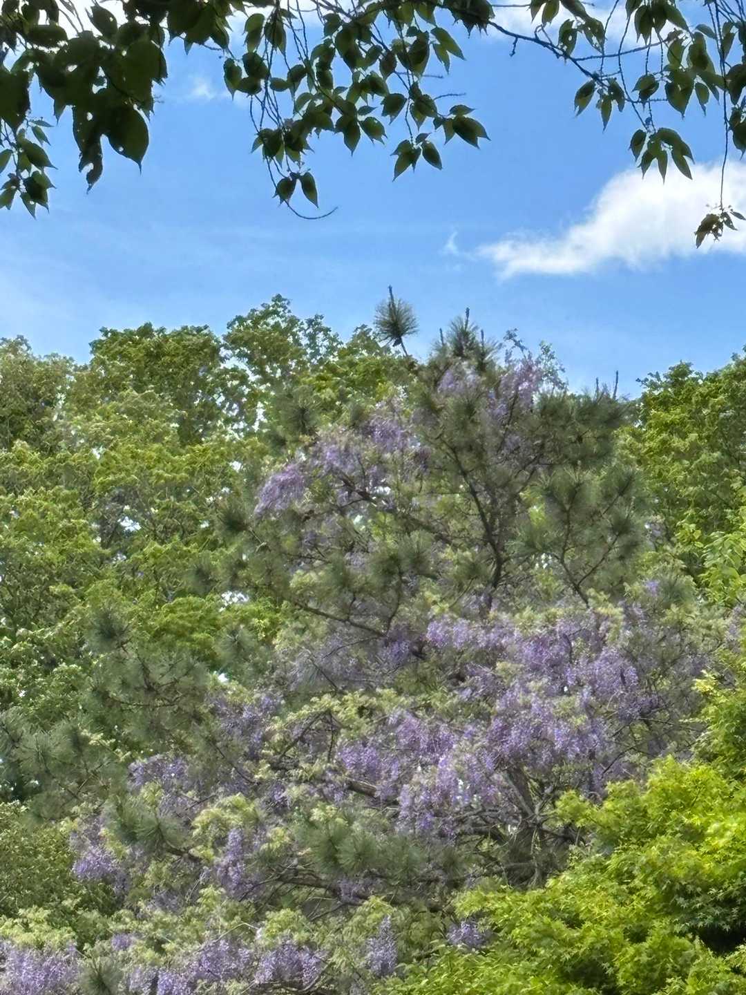 届かない高いところで
藤の花満開💜