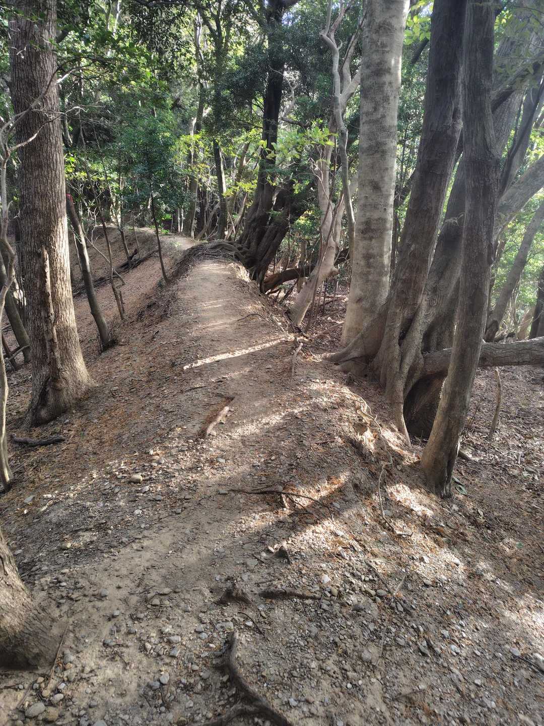 良く整備された登山道