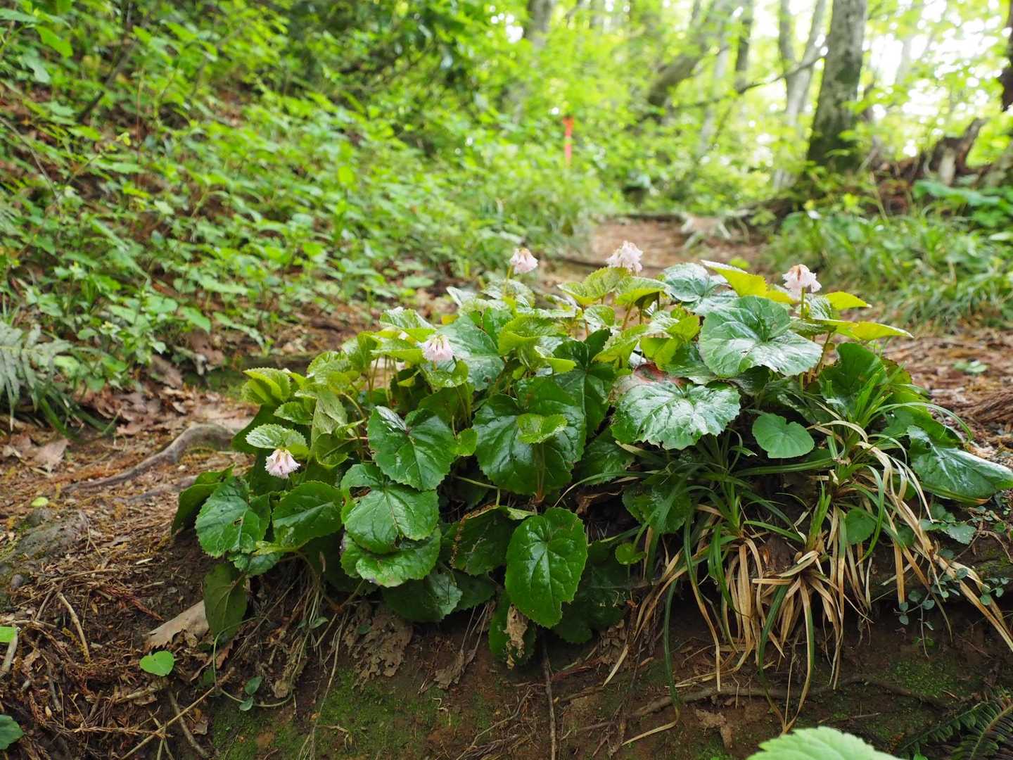 登山道の真ん中にちいさな島をつくったり