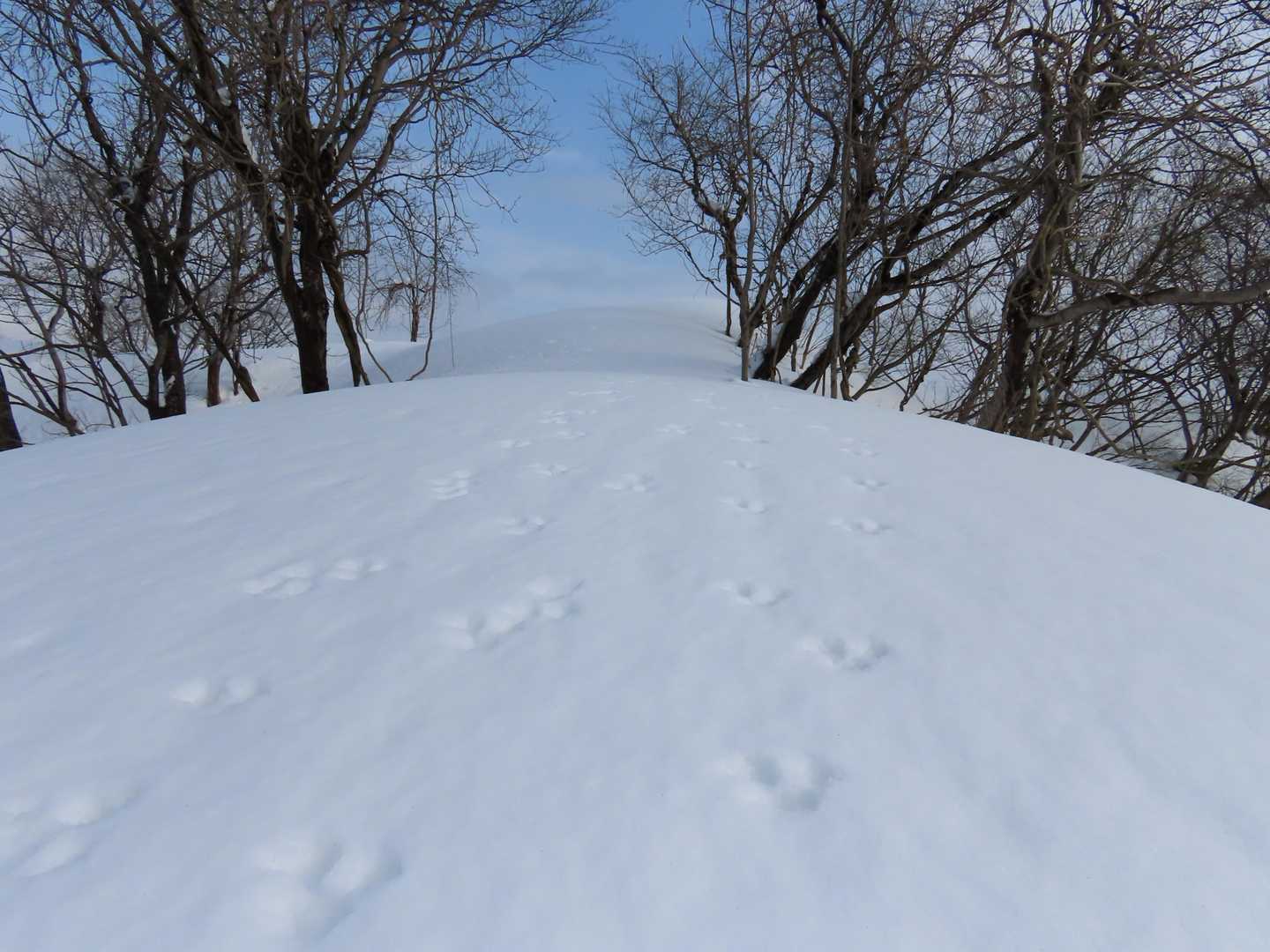 ウサギのトレースを追って、
