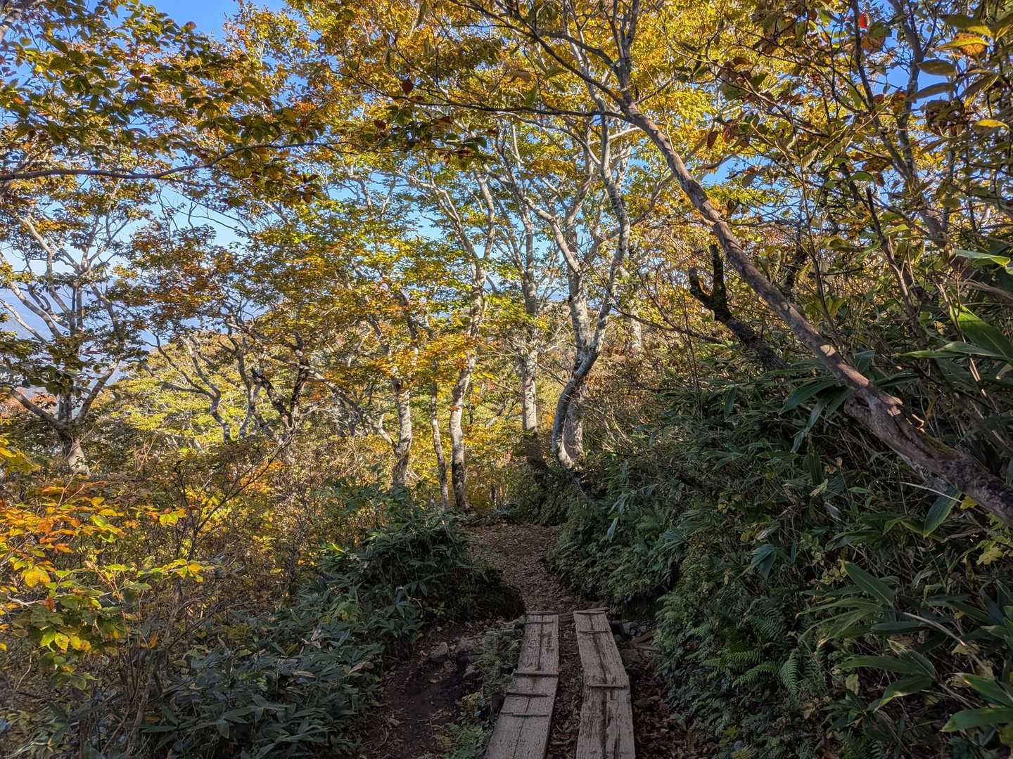 黄葉のトンネル、天神尾根
