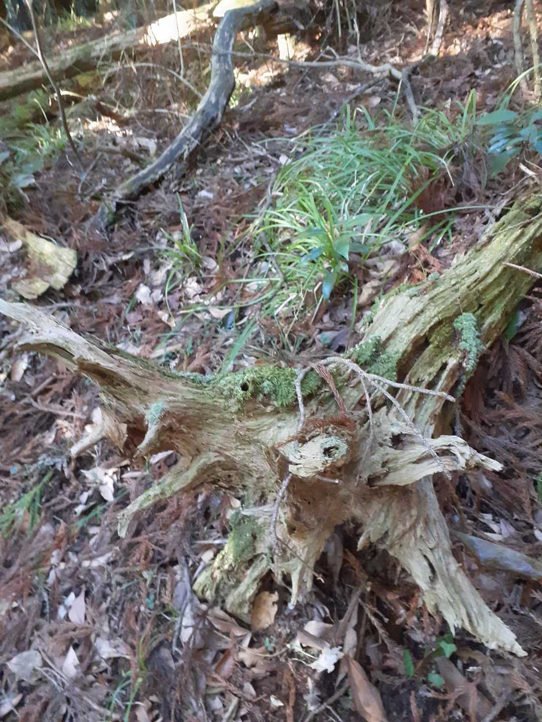 龍王山て事で龍を探してみた
龍に見えない❓