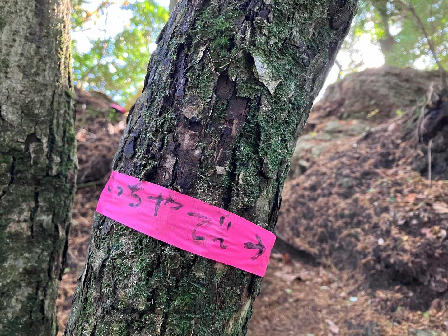 こっちやで〜
大事なポイントに現れる親切なピンテ。
ありがとうございます(๑˃͈꒵˂͈๑)