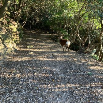 🦌
コイツ
向かってきた😱