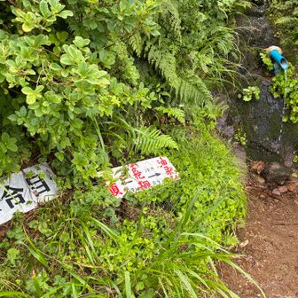 流れ出る水の下に口を開けて直接ガブ飲み！
生き返った〜