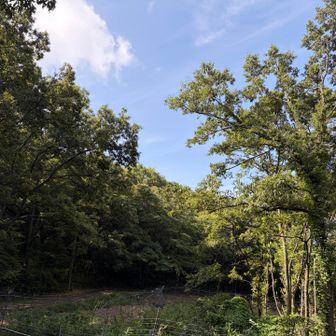 ミンミン、ジージー、ツクツクボーシ、の大合唱♪