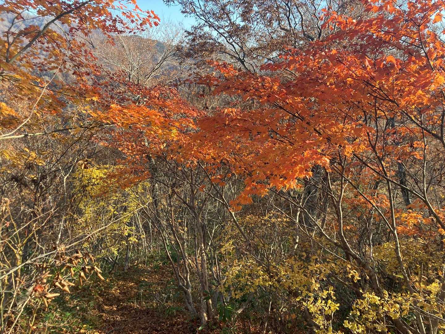 残り僅かの紅葉撮ってたら何か獣の鳴き声がする