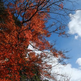 麓の紅葉が1番綺麗✨