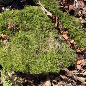 ふわふわの苔がついた石