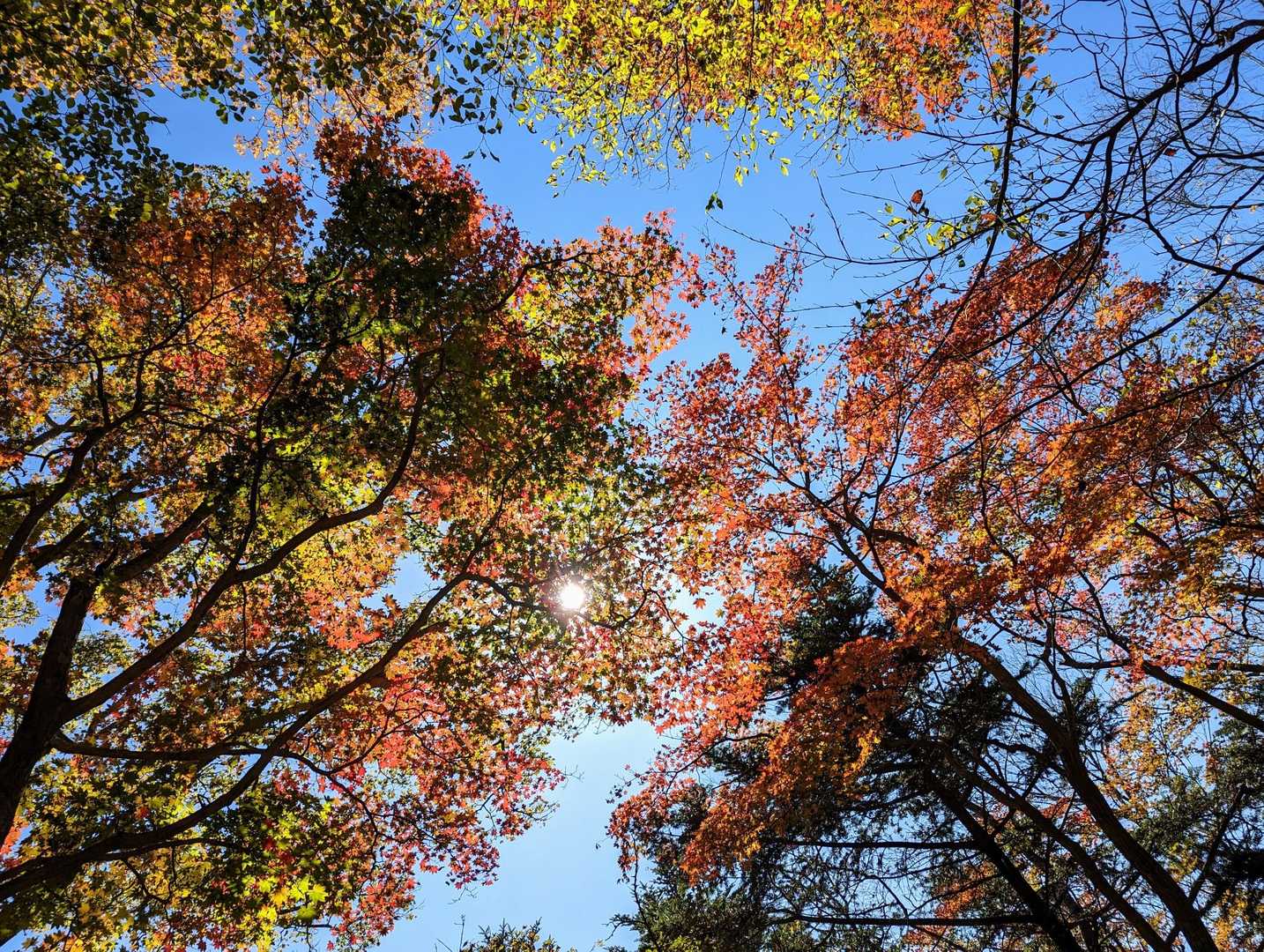 このルートはあまり人が来ないのでゆっくり紅葉が楽しめます🥰