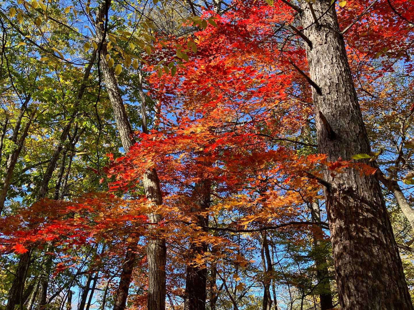 瑞牆山荘コース | 奇岩・巨岩の連続がかき立てる冒険心と、苔むした森が醸す癒しの写真