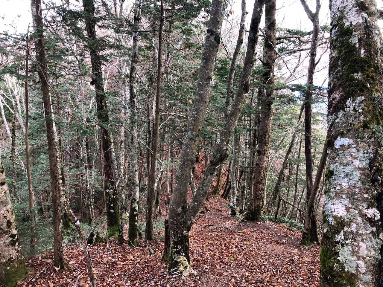 ここを下って上れば熊伏山山頂です🎶