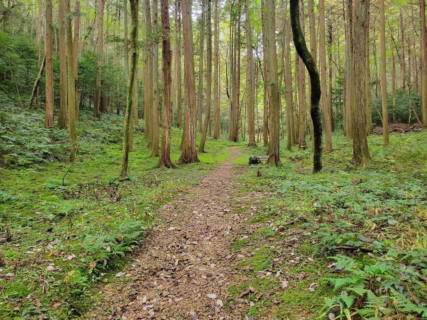 優しい登山道です