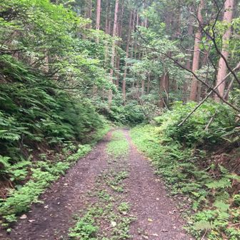 帰りはたまに、カモシカの道の登り口につながる　林道を歩いてみようか