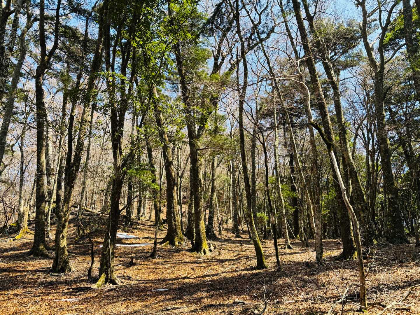 本州南限のブナ林なんだって🌲🌳