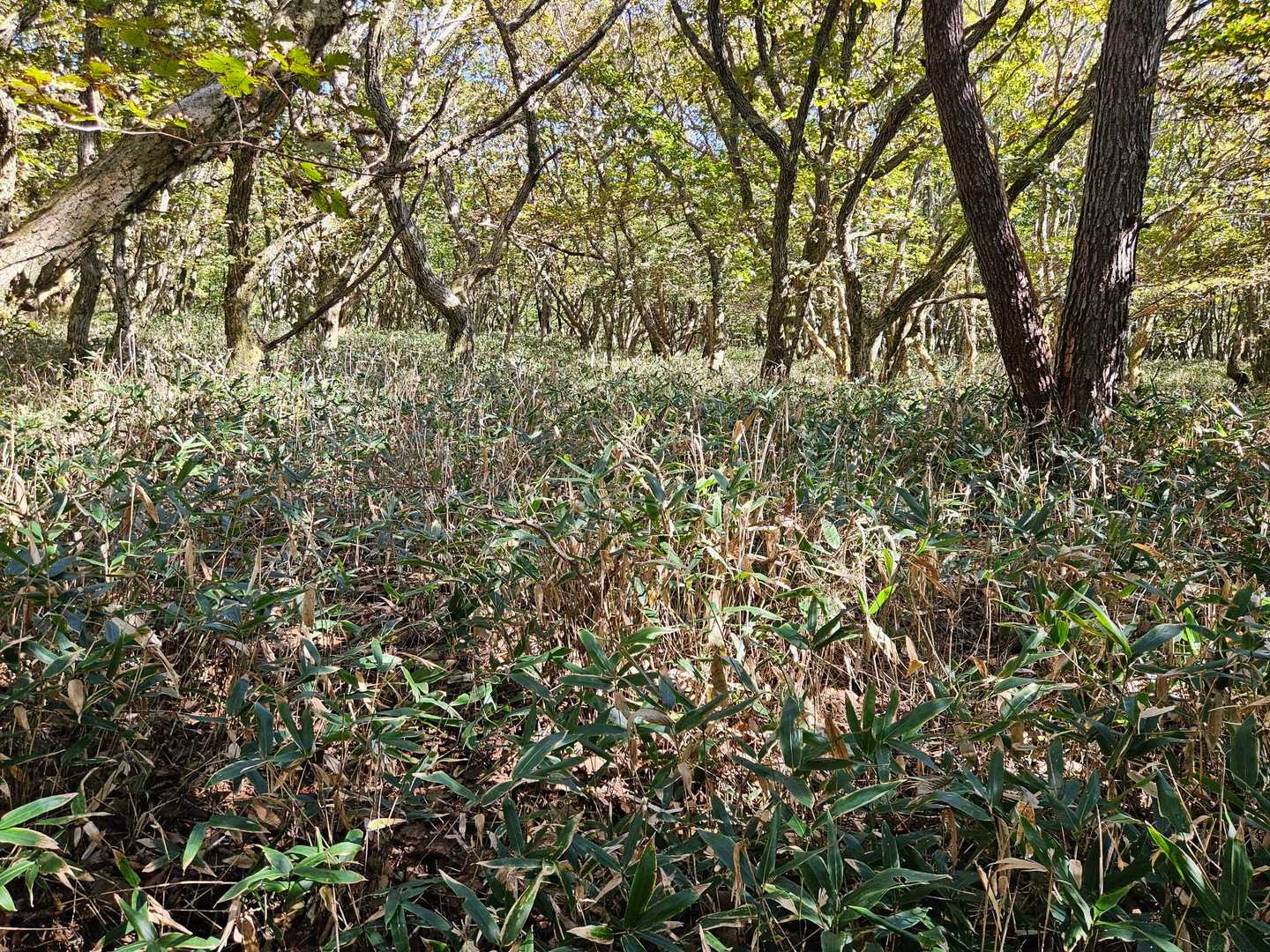 足元は笹藪ですが、明るい木立の中を歩く気持ち良いロード🚶