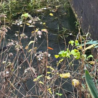 鯉のところ、色付きがいました。誰かが放流したのかな？