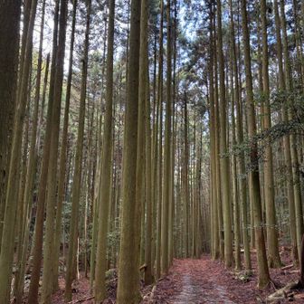 荒れた離合困難な林道
マイカーで来なくて良かった