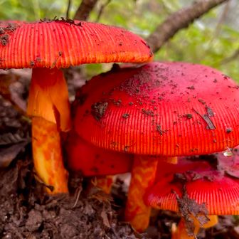 真っ赤な🍄