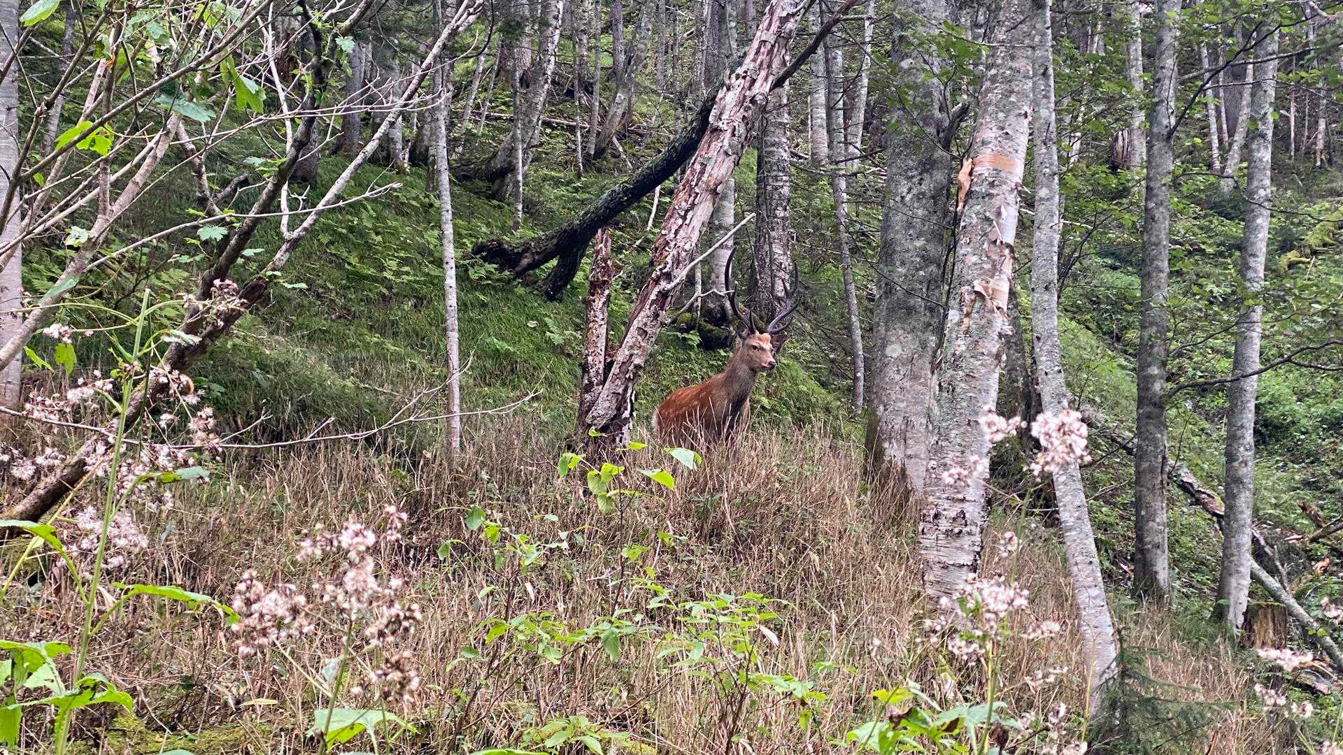 突然目の前に大きな雄鹿🦌が！
めちゃくちゃイケメン❣️
ツノが黒くて格好良い✨
じーっとこちらを見つめていました。

ばいばい👋またね！