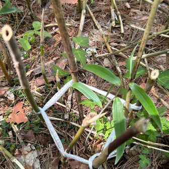 🌱ここにも