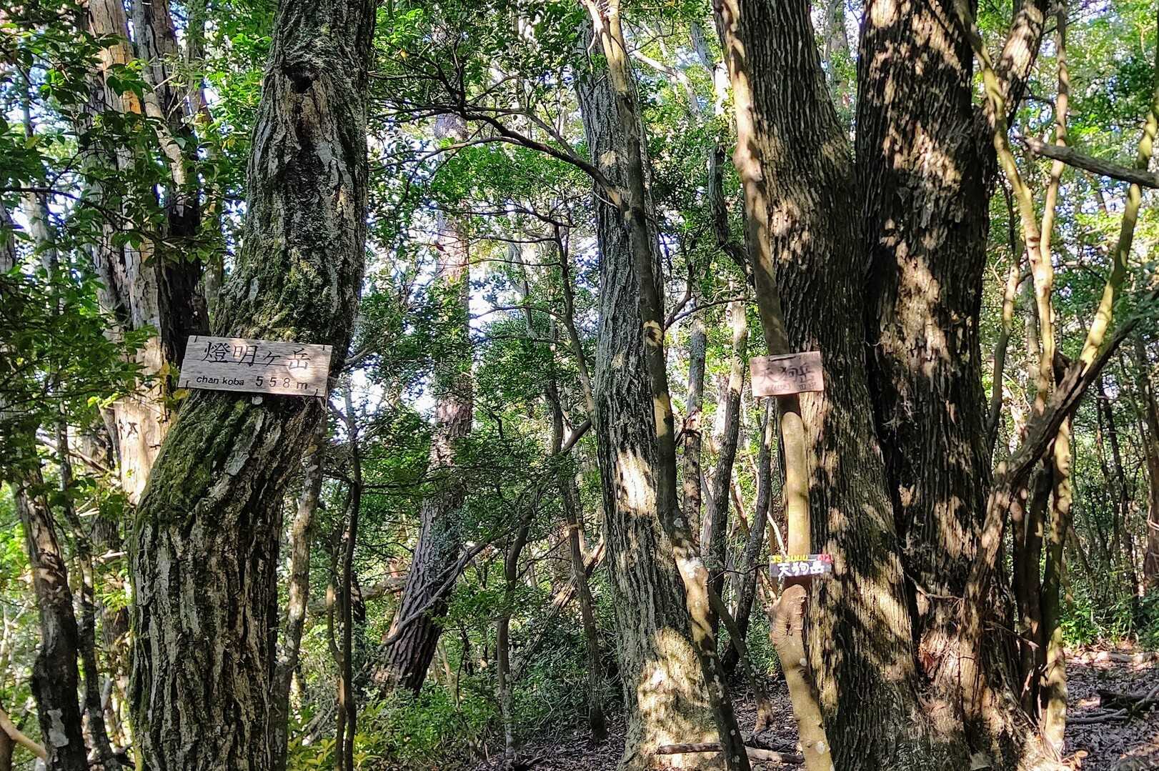 燈明ヶ岳の写真