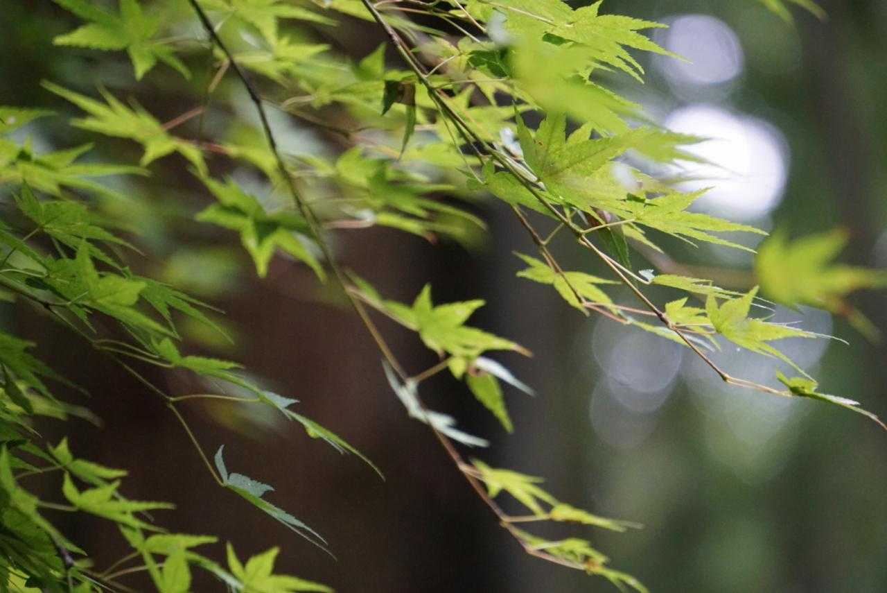 紅葉🍁楽しみ。