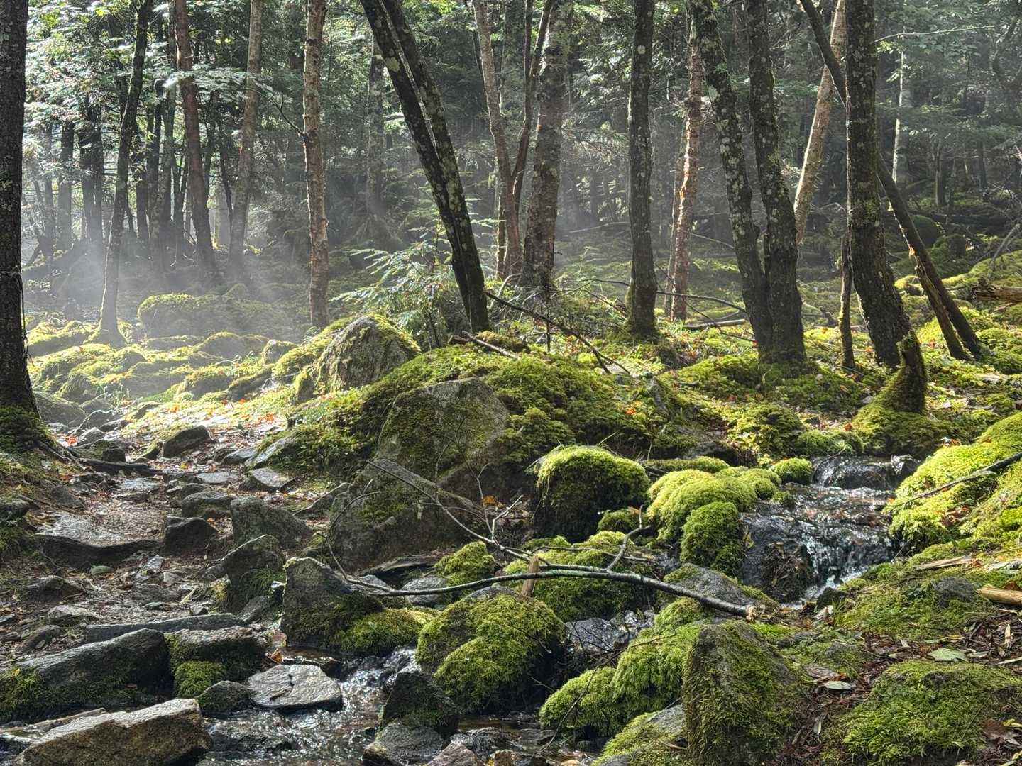 苔が綺麗👍