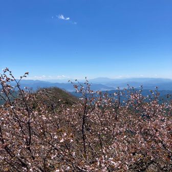 🌸🏔️