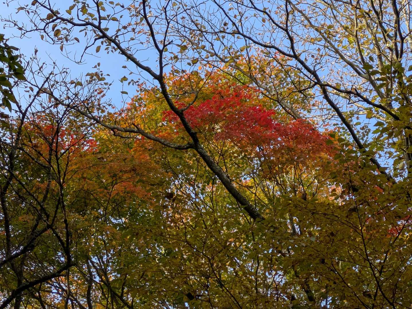 赤が綺麗ですね🍁