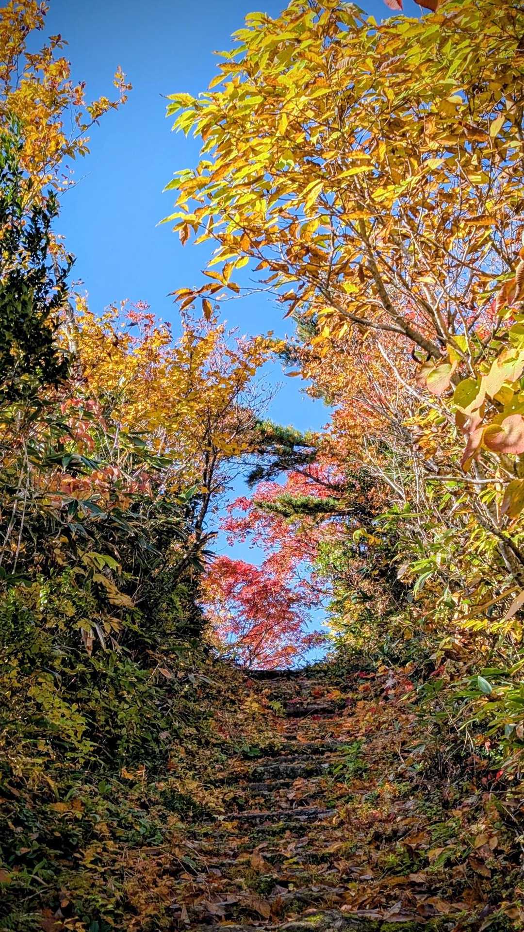 大朝日岳-小朝日岳-鳥原山 周回コースの写真