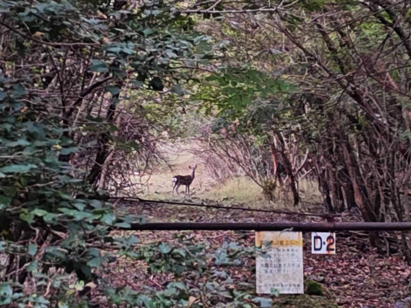誰かいるね🦌