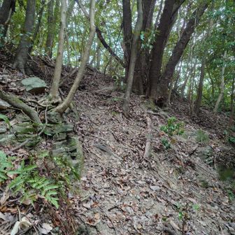 このまま尾根に合流します。この辺りは蜂かアブかよくわからん虫が多かったです