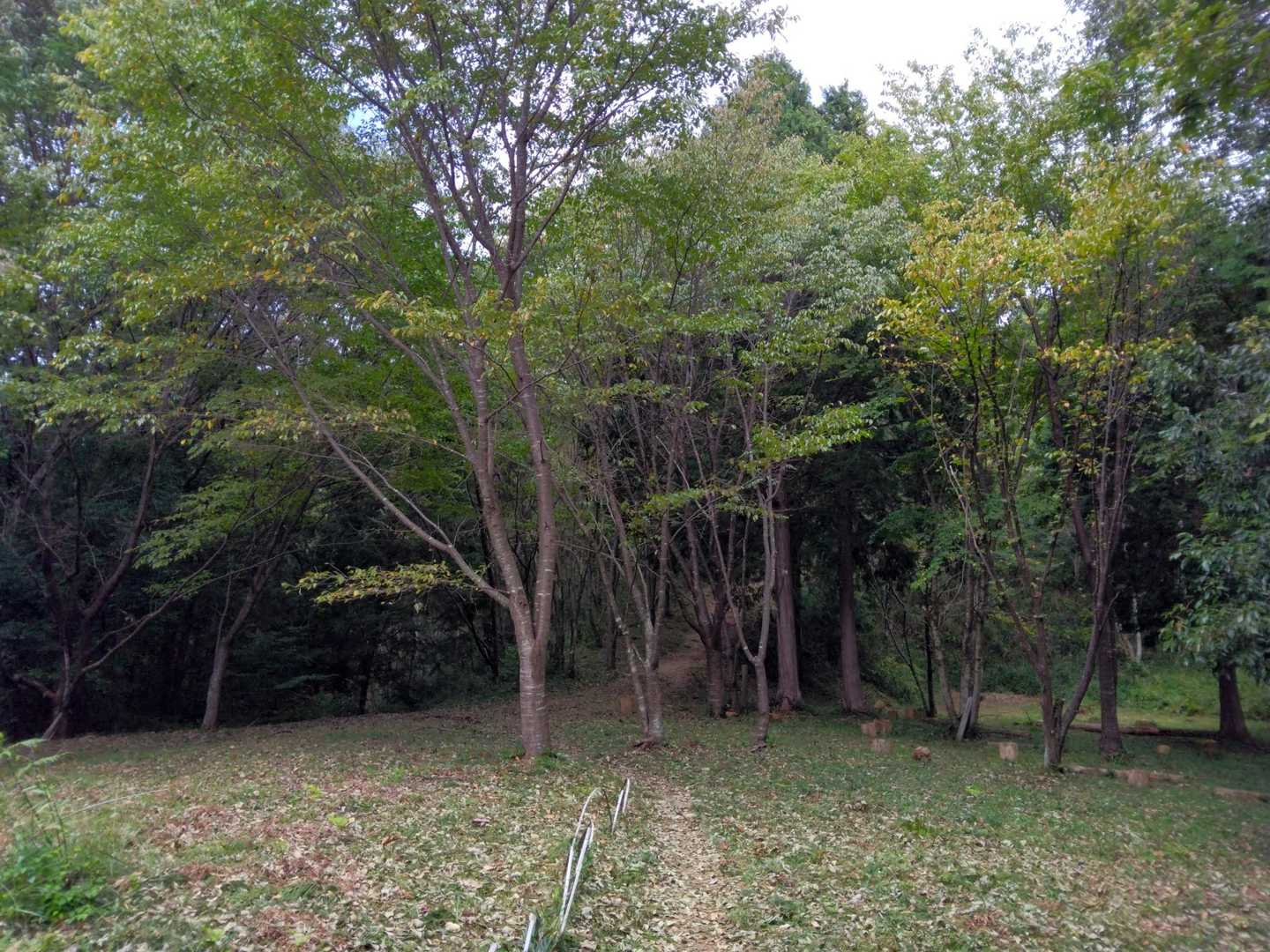 山頂手前の広場  
紅葉しかけてます！