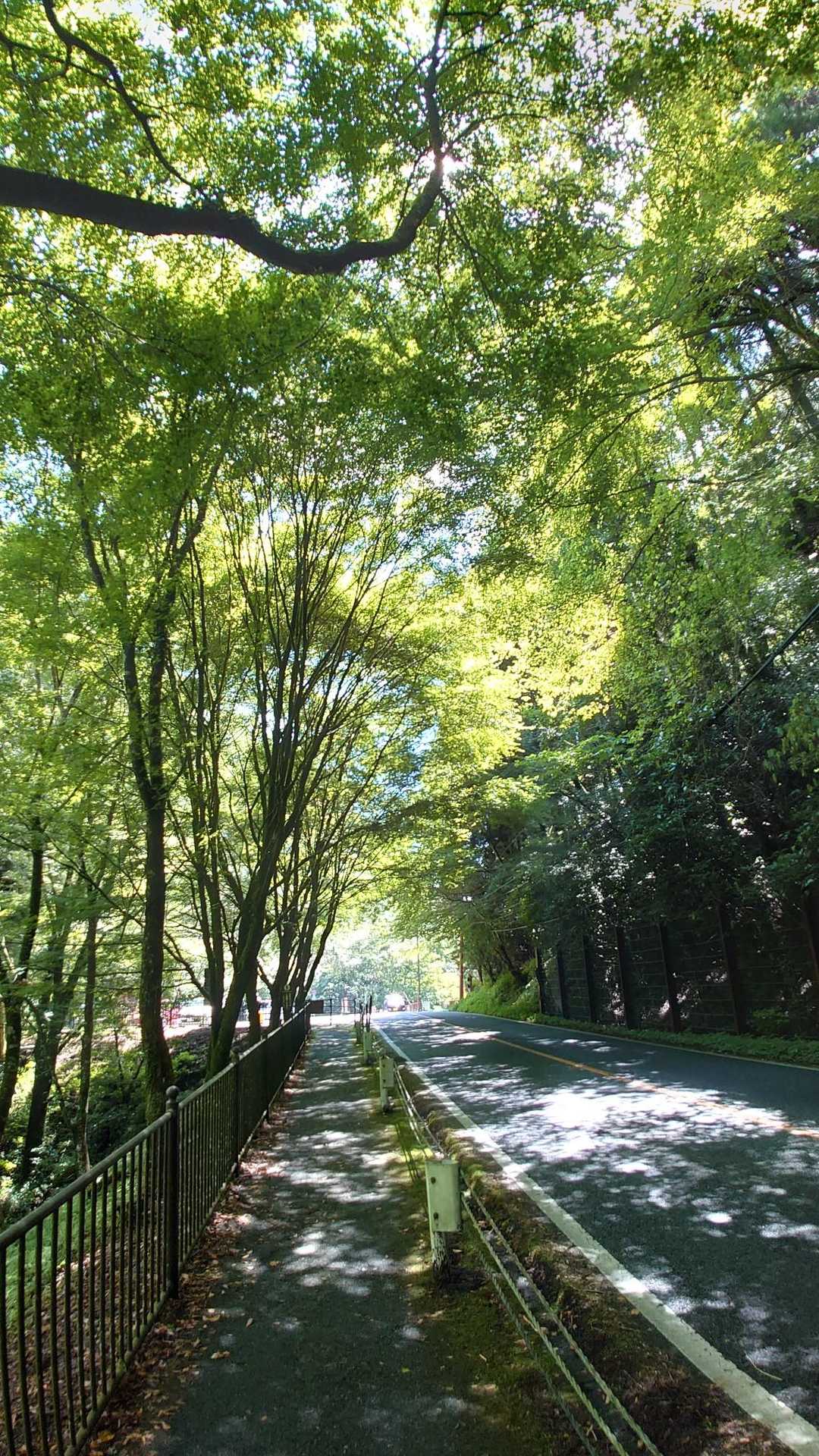 そして最終日は菊池渓谷へ🚙