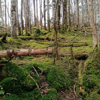 綺麗な苔が続く