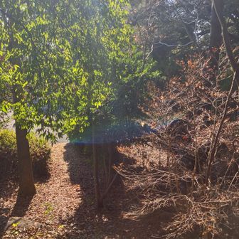 独鈷山⛰️山頂から　裏の道を降りた　駐車場🅿️への出口🚶…  右側のﾄﾞｳﾀﾞﾝﾂﾂｼﾞもすっかり葉っぱ🍂落とした😅