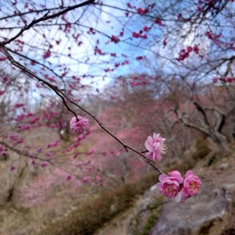 梅は可愛らしい花ですよねー