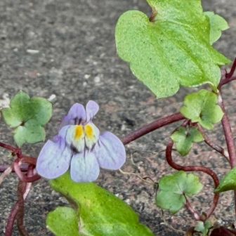 ツタバウンラン（蔦葉海蘭)
       オオバコ科ツタバウンラン属