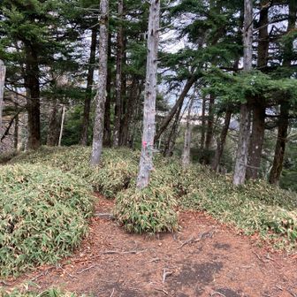小雲取山山頂(1937m)