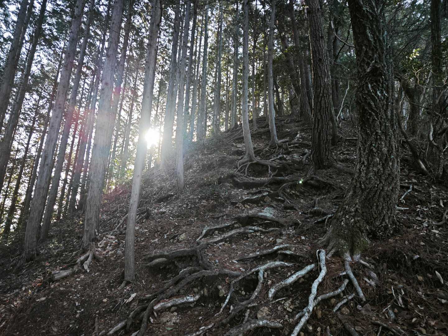 納古山 周回コースの写真