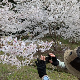 こちら側にも見事な🌸があったんだね〜