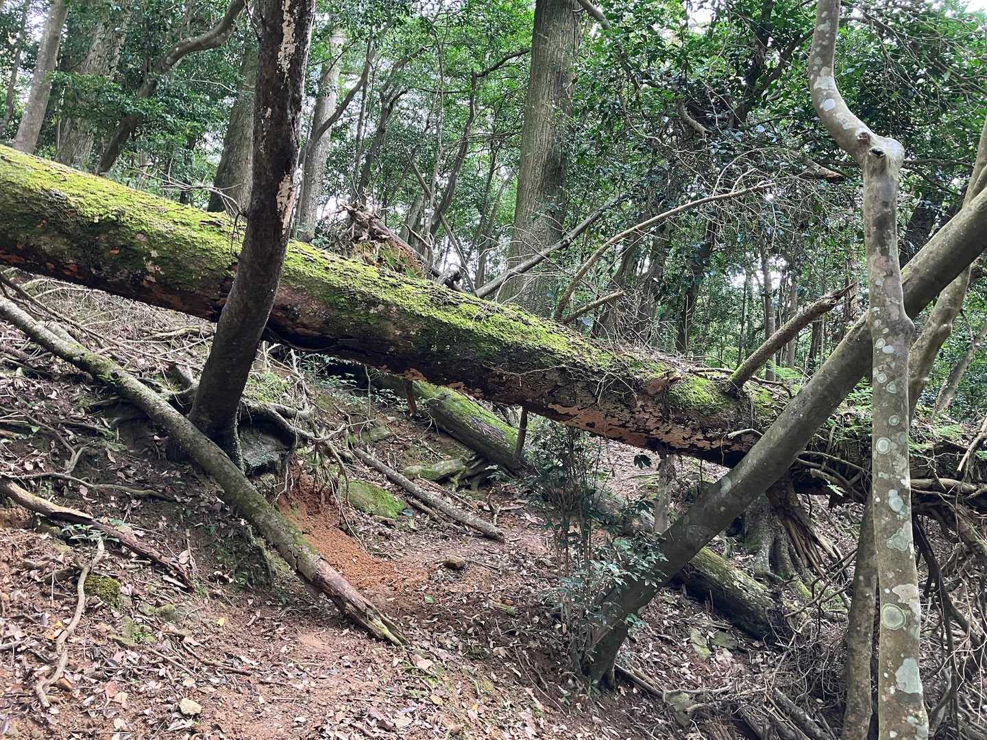 速足早足👣👣👣エンヤコラ💦