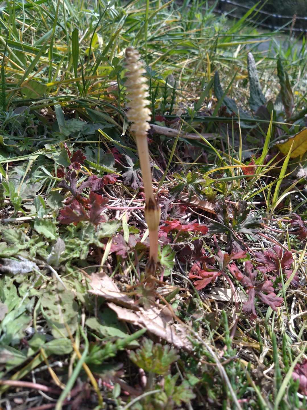 つくし