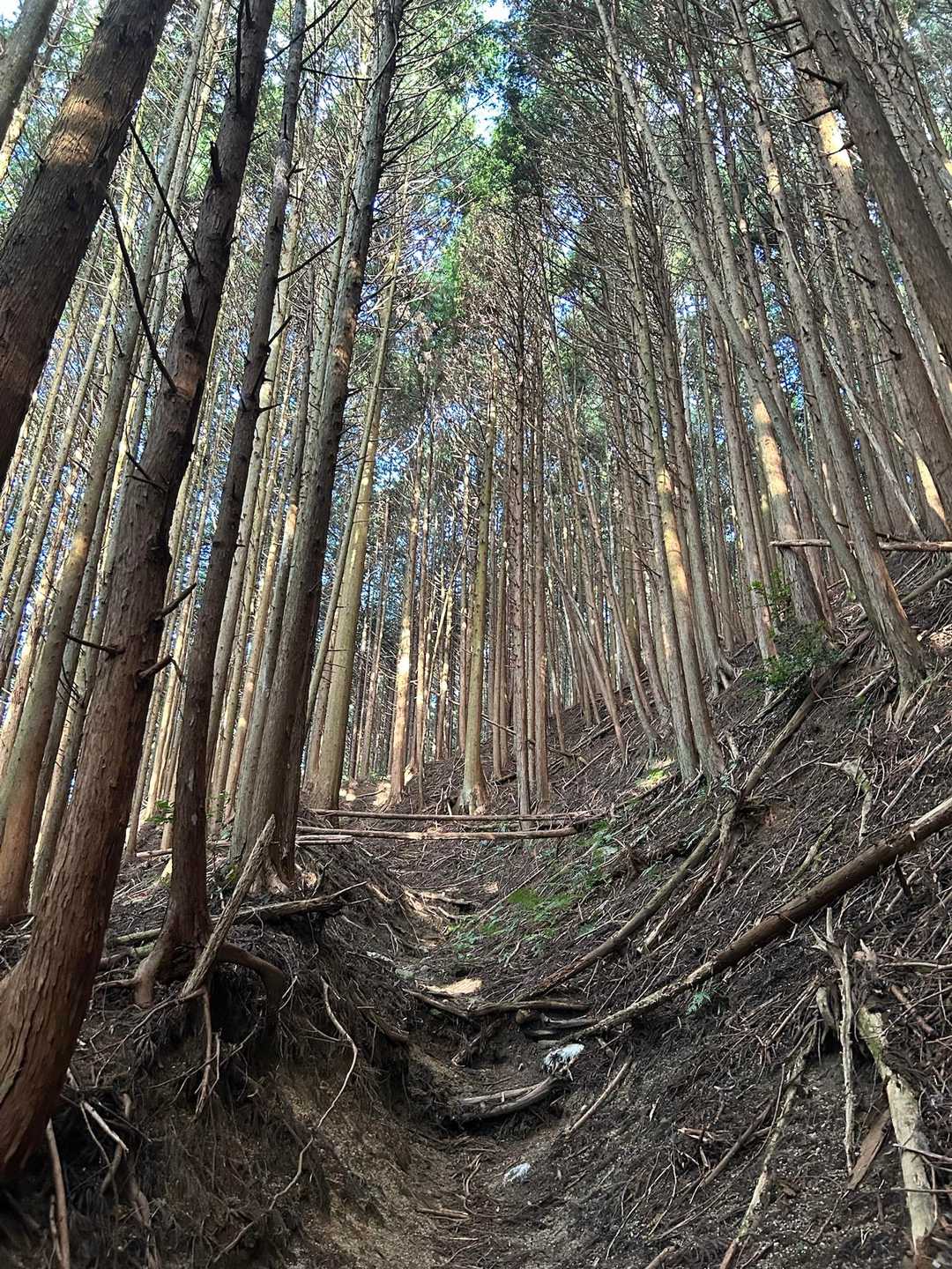 高天彦神社-府民の森 ちはや園地 往復コースの写真