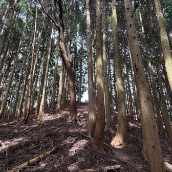 この辺からどんどん尾根が痩せてきてるのか、木の根っこの露出が凄かったです🙋🏻‍♂️